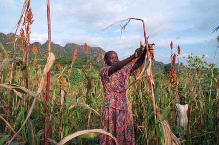 Farms at the base of a hill in Eastern Nagurban, Nuba Mountains, Sudan. Photo by www.usaid.gov.