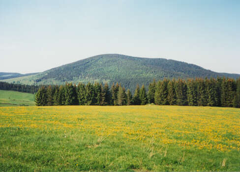 jaro na Velkem Boru.JPG (25979 bytes)